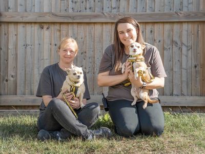 Princess | Chihuahua (Smooth Coat) | Loughborough - 3