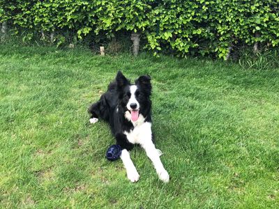 Maxi | Collie (Border) | Shrewsbury (Shropshire) - 2