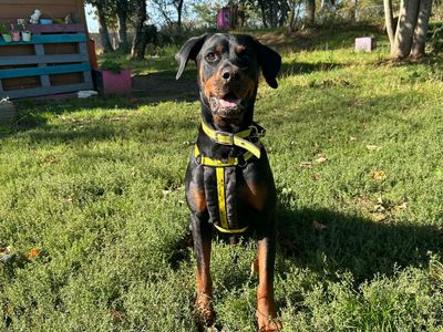 Forest, a 3 years old male Rottweiler X available for adoption from Dogs Trust in Norfolk
