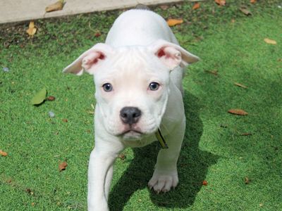 Fat Boy Slim | American Bulldog Cross | Merseyside (Liverpool) - 1