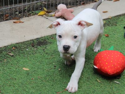 Fat Boy Slim | American Bulldog Cross | Merseyside (Liverpool) - 3