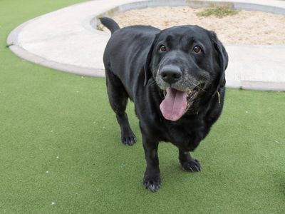 Jasper | Retriever (Labrador) | Evesham (Worcestershire) - 3