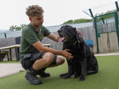 Jasper | Retriever (Labrador) | Evesham (Worcestershire) - 5