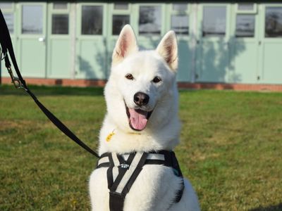 Rolo | Akita Cross | Harefield West London - 3