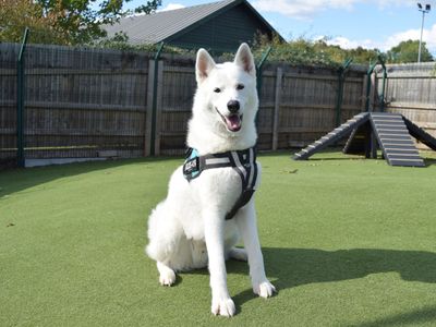 Rolo | Akita Cross | Harefield West London - 5