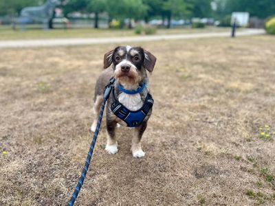 Brian | Terrier (Jack Russell) Cross | Canterbury - 2