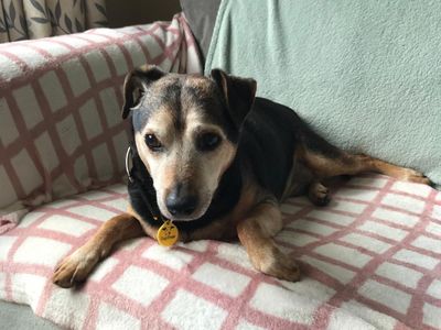 Chunk | Pinscher (Miniature) Cross | Basildon (Essex) - 5
