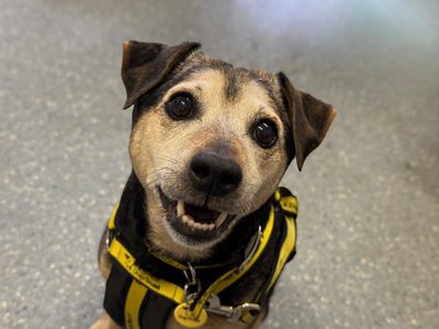 Chunk | Pinscher (Miniature) Cross | Basildon (Essex) - 3