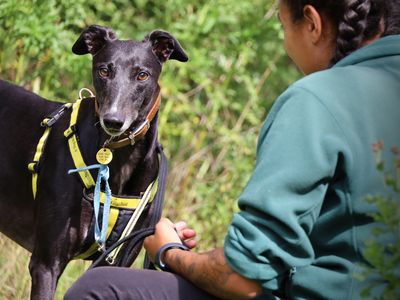 Bella | Greyhound | Leeds - 3