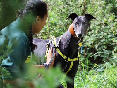Bella | Greyhound | Leeds - 5