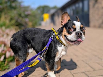 Oreo | French Bulldog | Cardiff - 5