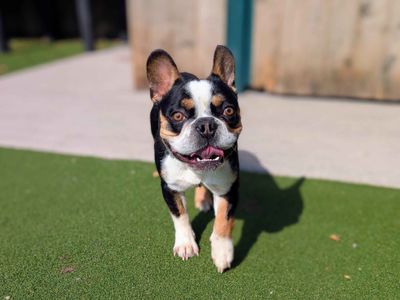 Oreo | French Bulldog | Cardiff - 3