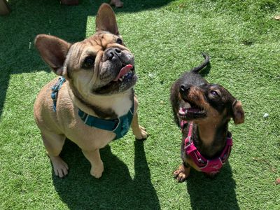 Azuki | French Bulldog | West Calder (Edinburgh) - 2
