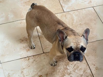 Rubble | French Bulldog | Salisbury (Wiltshire) - 3