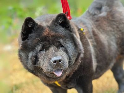 Pip | Chow Chow | Salisbury (Wiltshire) - 5