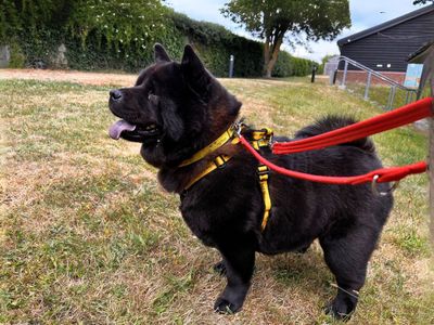 Pip | Chow Chow | Salisbury (Wiltshire) - 3