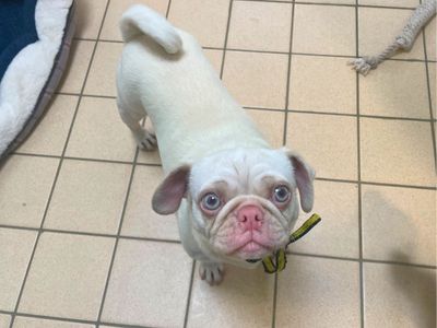 Squeak | Pug | Salisbury (Wiltshire) - 3