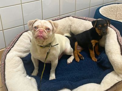 Squeak | Pug | Salisbury (Wiltshire) - 5
