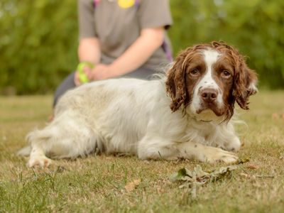 Baxter | Spaniel (English Springer) | Kenilworth (West Midlands) - 3