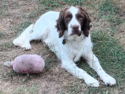 Baxter | Spaniel (English Springer) | Kenilworth (West Midlands) - 5