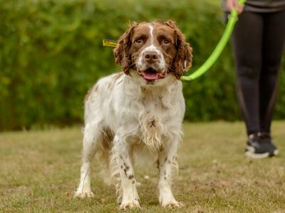 Charlie | Spaniel (English Springer) | Kenilworth (West Midlands) - 2