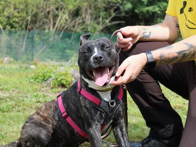 Sasha | Terrier (Staffordshire Bull) Cross | Merseyside (Liverpool) - 2