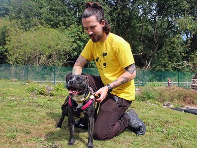 Sasha | Terrier (Staffordshire Bull) Cross | Merseyside (Liverpool) - 3
