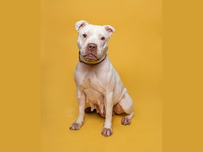 Daisy | Terrier (Staffordshire Bull) Cross | Merseyside (Liverpool) - 3