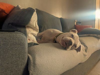 Daisy | Terrier (Staffordshire Bull) Cross | Merseyside (Liverpool) - 5