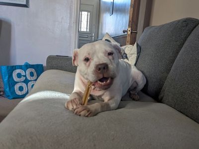 Daisy | Terrier (Staffordshire Bull) Cross | Merseyside (Liverpool) - 5