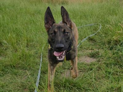Milo | Belgian Shepherd Dog (Malinois) Cross | Shrewsbury (Shropshire) - 2