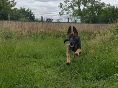 Milo | Belgian Shepherd Dog (Malinois) Cross | Shrewsbury (Shropshire) - 3