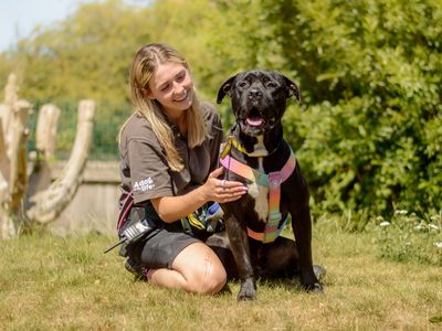 Panda | Spanish Mastiff Cross | Kenilworth (West Midlands) - 3