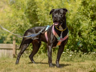 Panda | Spanish Mastiff Cross | Kenilworth (West Midlands) - 5