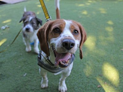 Winston | Beagle Cross | Merseyside (Liverpool) - 2
