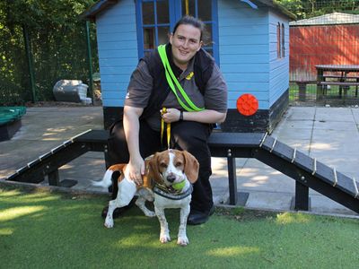 Winston | Beagle Cross | Merseyside (Liverpool) - 3