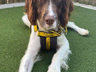Pablo | Spaniel (English Springer) | Loughborough - 2