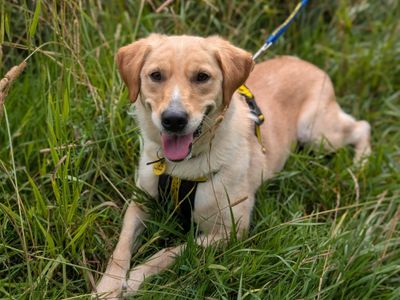 Beth | Retriever (Labrador) | Loughborough - 5