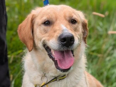 Beth | Retriever (Labrador) | Loughborough - 3