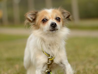 Marney | Chihuahua (Long Coat) | Kenilworth (West Midlands) - 2
