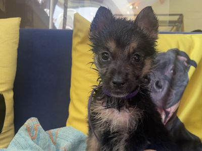 Cherry | German Shepherd Dog Cross | West Calder (Edinburgh) - 3
