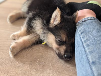 Apricot | German Shepherd Dog Cross | West Calder (Edinburgh) - 3