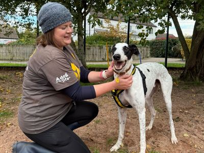 Seymour, a 4 years old male Greyhound available for adoption from Dogs Trust in Shrewsbury, Shropshire