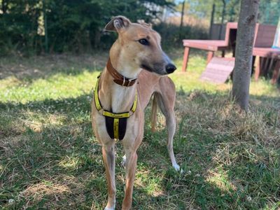 Ashley | Greyhound | Shrewsbury (Shropshire) - 3