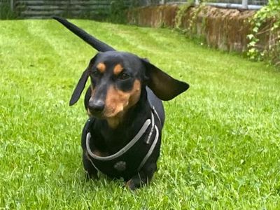 Kenny | Dachshund (Smooth Haired) | Cumbria rehoming - 3