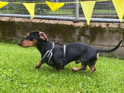 Kenny | Dachshund (Smooth Haired) | Cumbria rehoming - 5