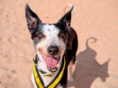 Tia | Whippet | Cardiff - 5