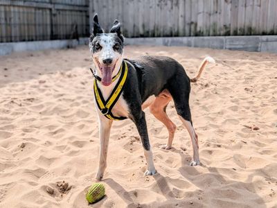 Tia | Whippet | Cardiff - 3