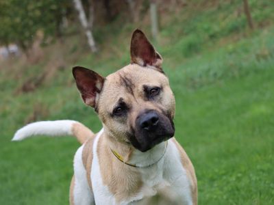 Hugo | American Akita Cross | Darlington - 3