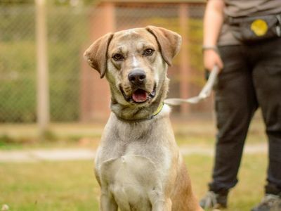 Rudi | Retriever (Labrador) Cross | Kenilworth (West Midlands) - 3